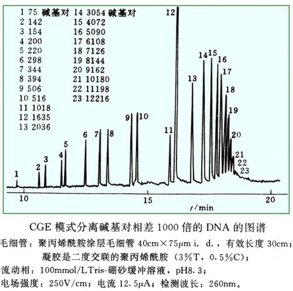 毛细管电泳