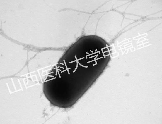 细菌